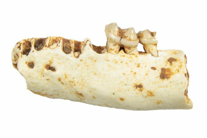 Eocene Fossil Primate (Necrolemur) Jaw Section - France #248689